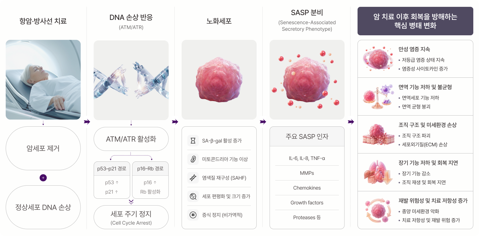 항암·방사선 치료부터 TIS 세포 형성, SASP 분비, 면역 기능 저하까지의 치료 유도 노화 과정 도식