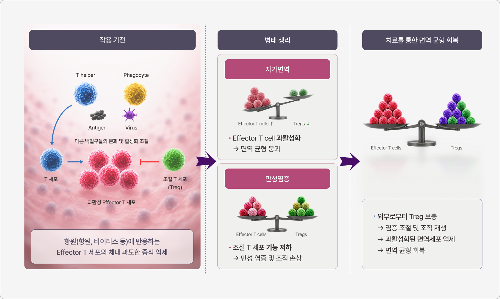 작용 기전, 병태 생리, 치료를 통한 면역 균형 회복 과정 도식